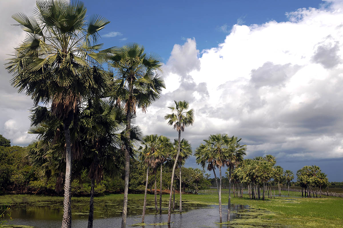 Cera de carnaúba impermeabiliza tecido sem que ele perca respirabilidade